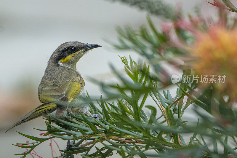 黄脸蜜蜂(Caligavis chrysops)